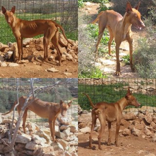 sonny boy c2 1650-300-6